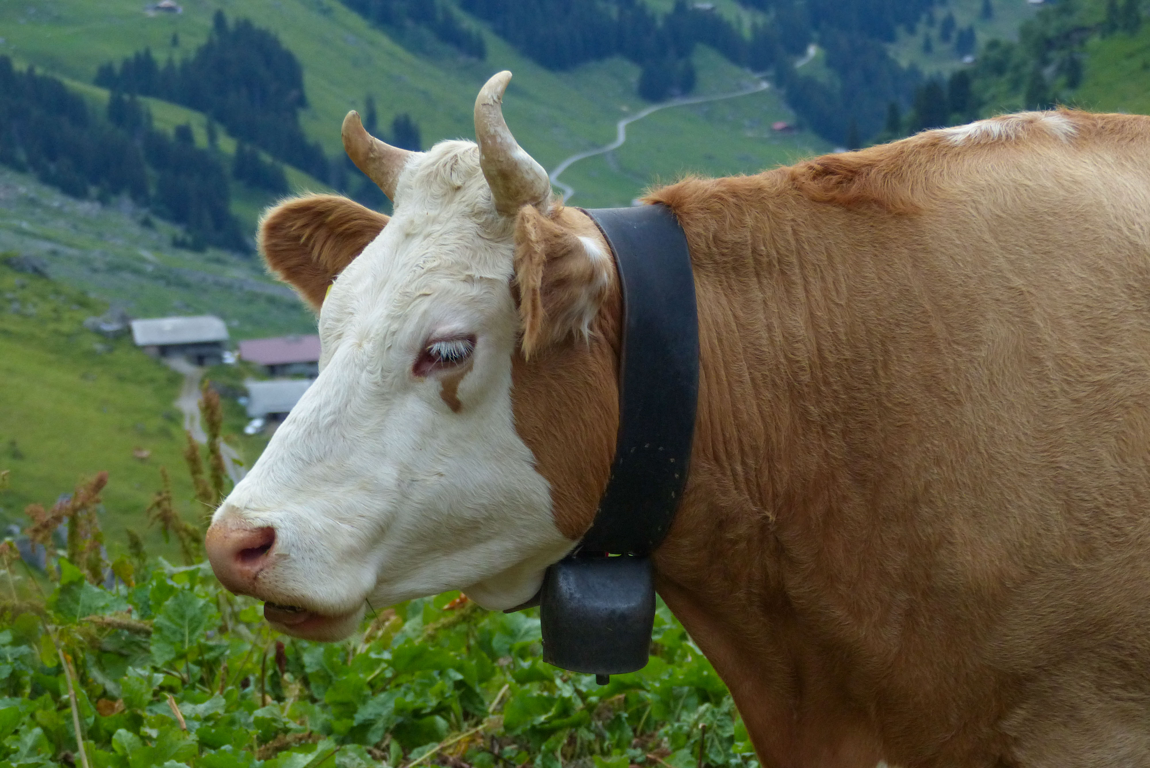 Die Nevensägen der Schweizer Berge (naja, jedenfalls wenn man schlafen will)